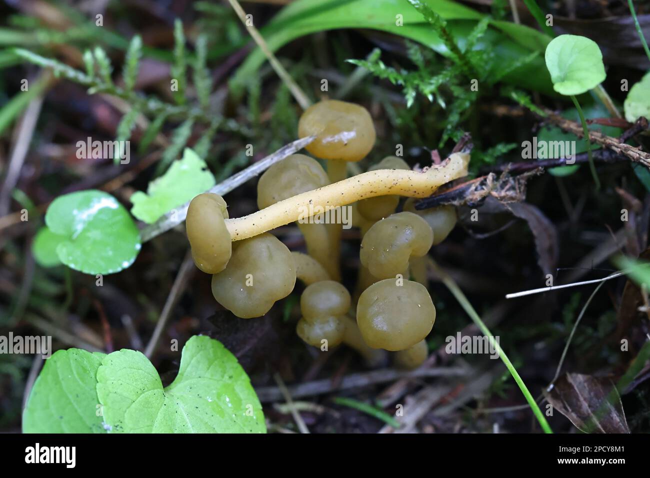 Leotia lubrica, commonly known as jelly baby or jellybaby, wild fungus ...