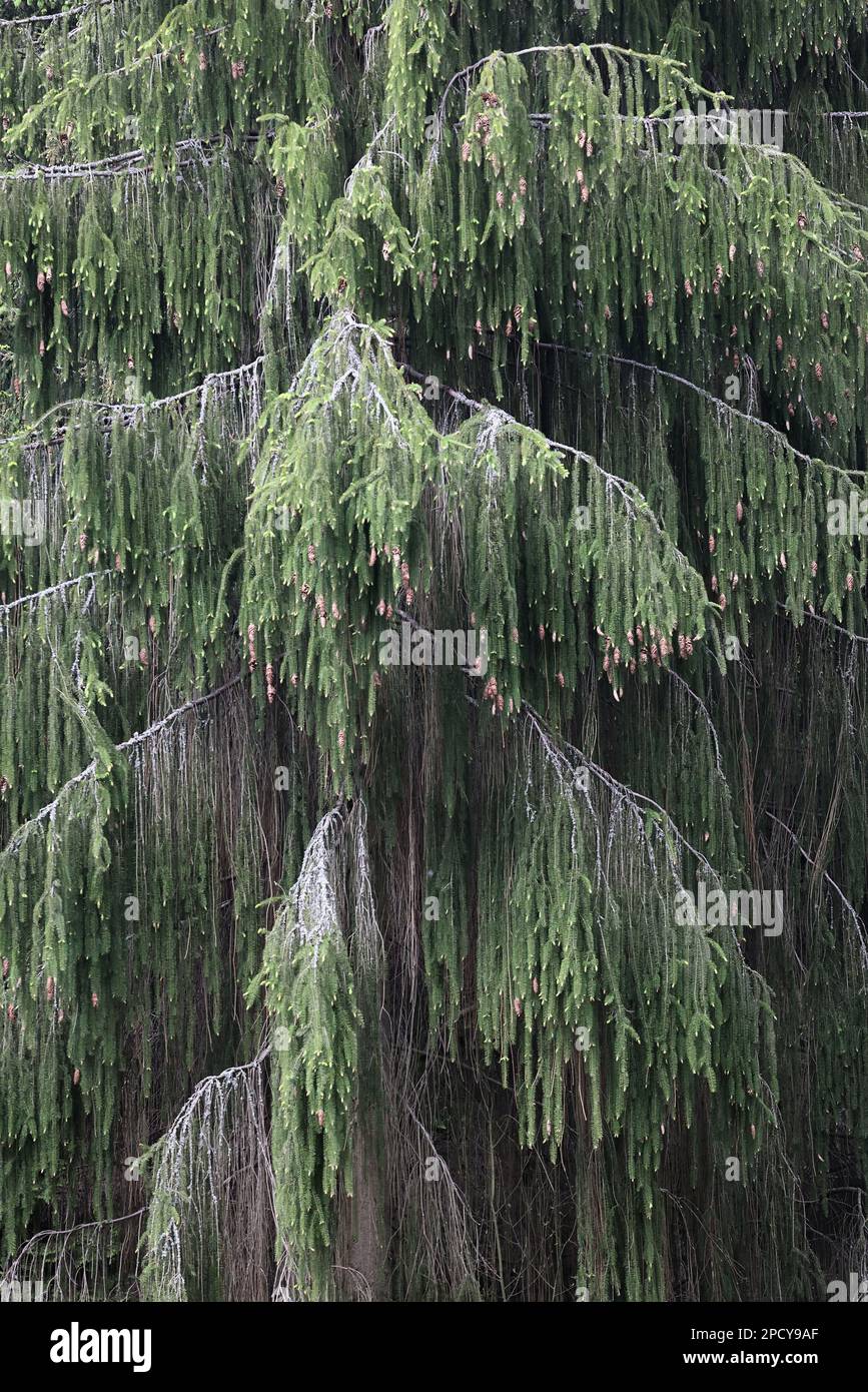 Weeping spruce, Picea abies f. pendula Stock Photo