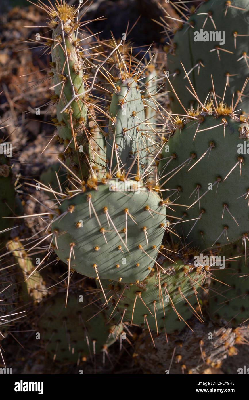 Desert Prickly Pear, Opuntia phaeacantha in a cactus garden Stock Photo