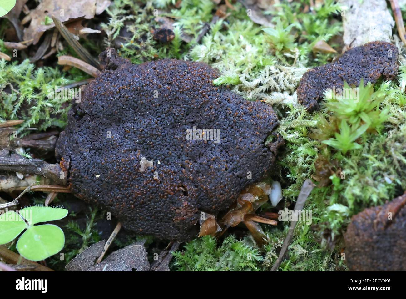 Tubifera montana, a raspberry slime mold species from Finland, no common English name Stock Photo
