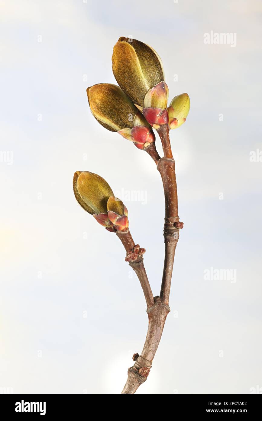 Leaf buds of Maple tree, Acer platanoides Stock Photo