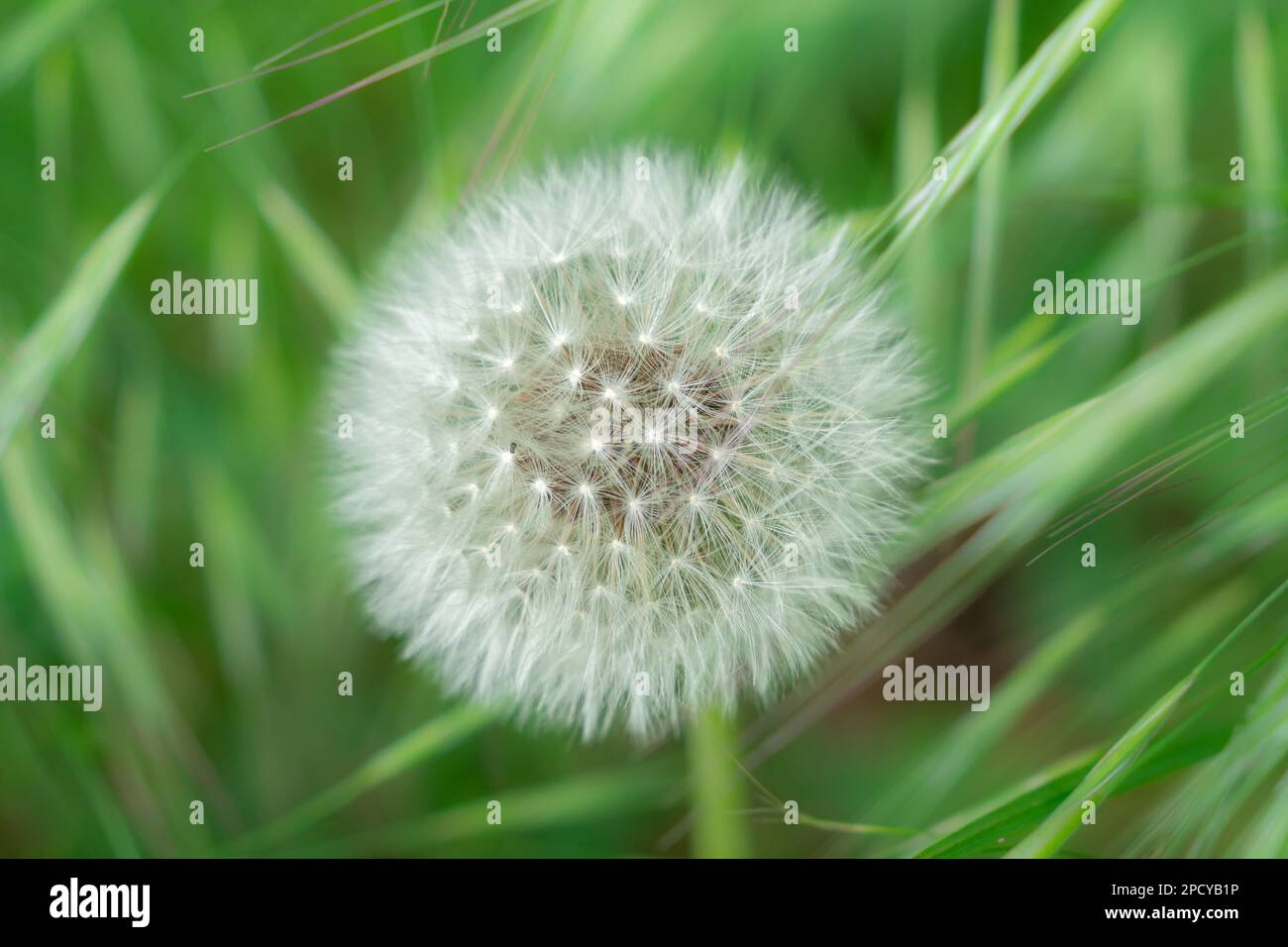 a close up of a dandelion(Taraxacum erythrospermum) flower with its white fluff of seeds   on a blurred background Stock Photo