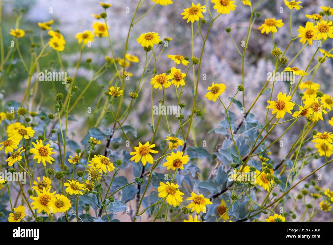 Yellow desert daisies in bloom in the Borrego desert Stock Photo