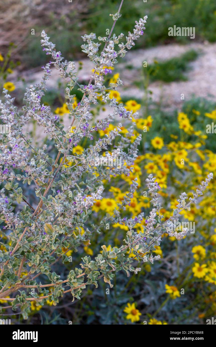 Desert flowers in bloom in Borrego desert, California Stock Photo