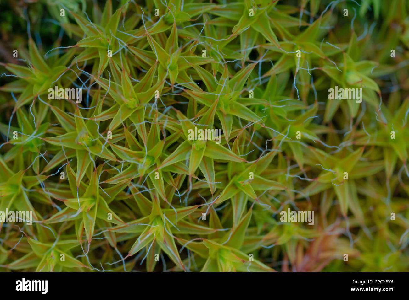 A Close up of Tortula muralis moss Stock Photo