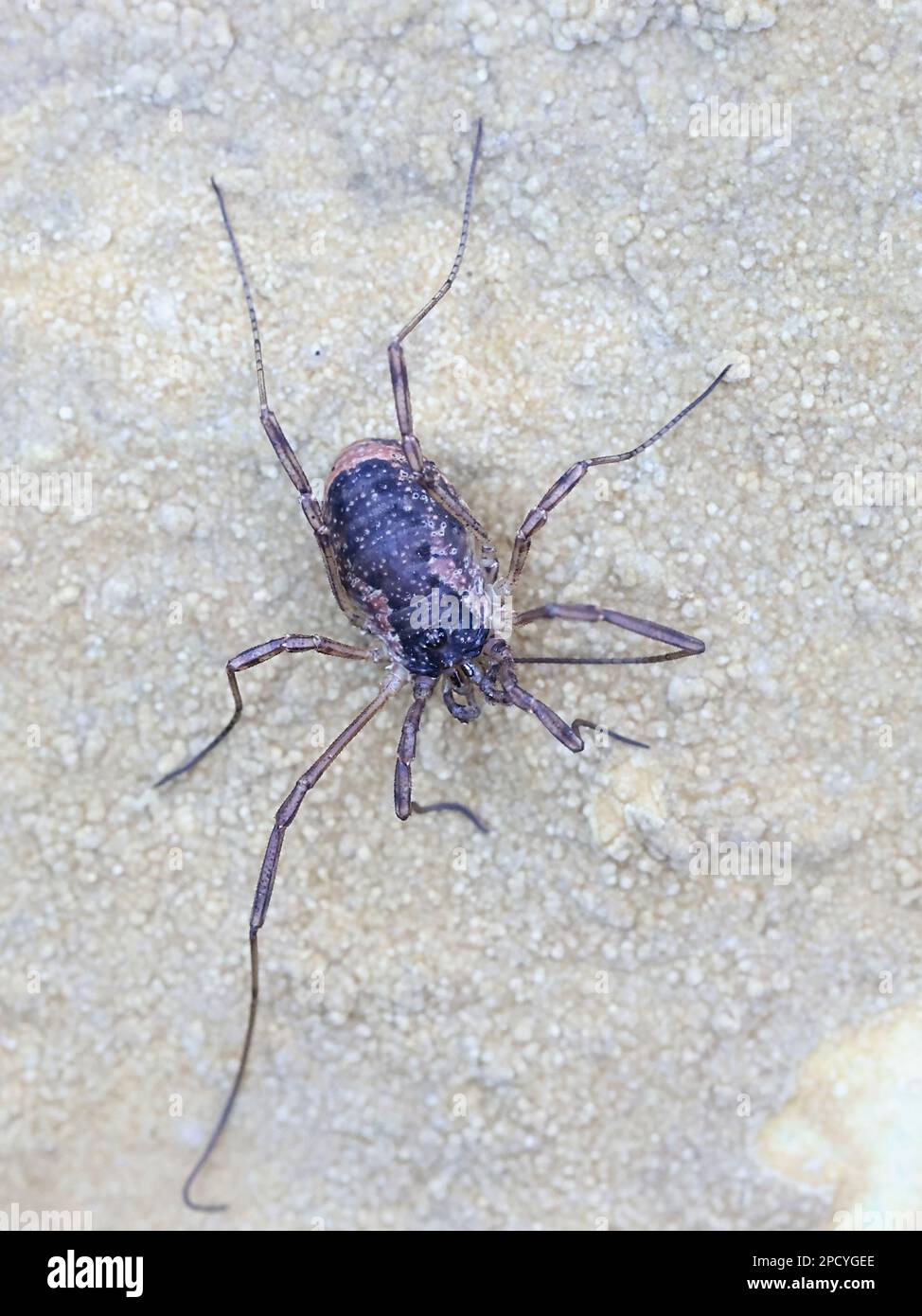 Mitopus morio, a harvestman species, also called harvesters, harvest spiders, or daddy longlegs Stock Photo