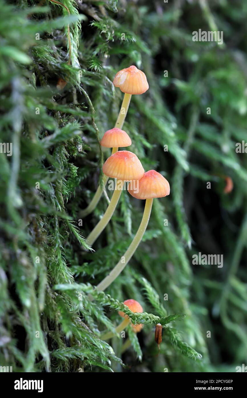 Mycena acicula, commonly known as the orange bonnet, or the coral spring Mycena, wild mushroom from Finland Stock Photo