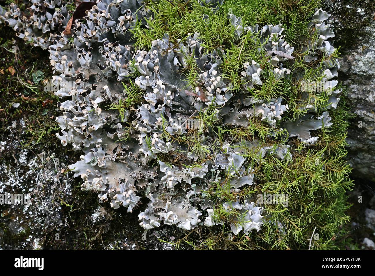 Peltigera rufescens, commonly known as the field dog lichen Stock Photo