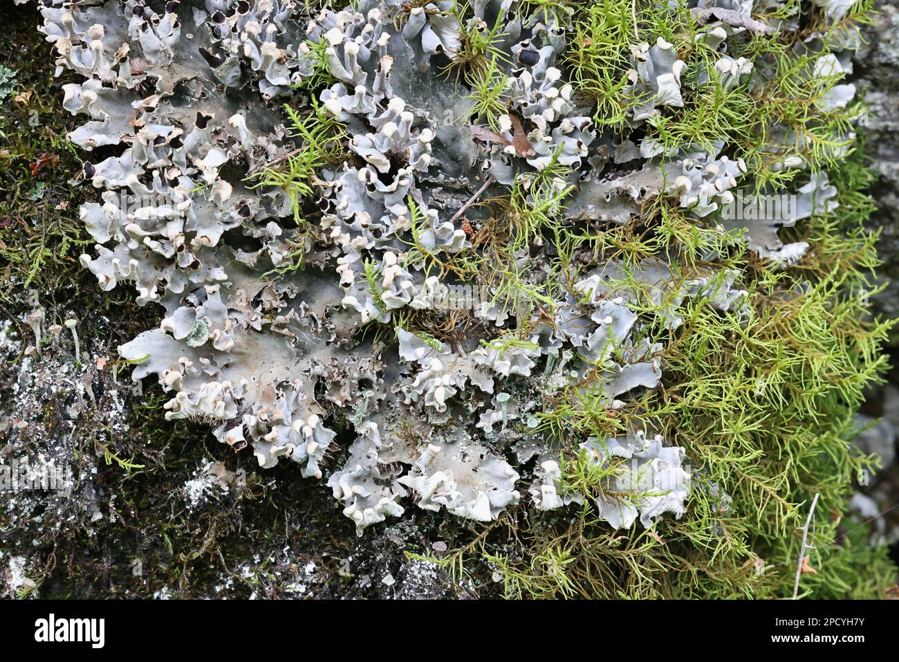 Peltigera rufescens, commonly known as the field dog lichen Stock Photo