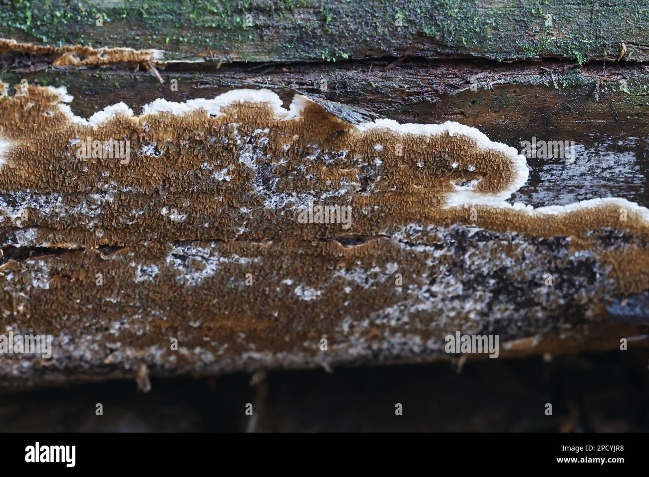 Serpula himantioides, a resupinate dry rot fungus from Finland, no common English name Stock
