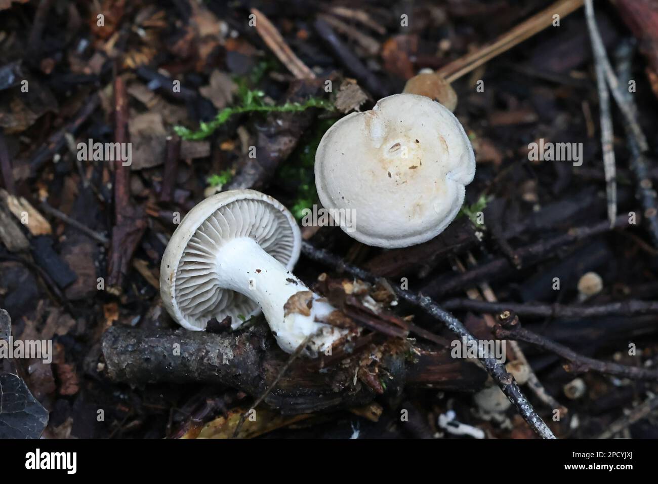 Atractosporocybe inorna, mushroom from Finland, no common English name Stock Photo