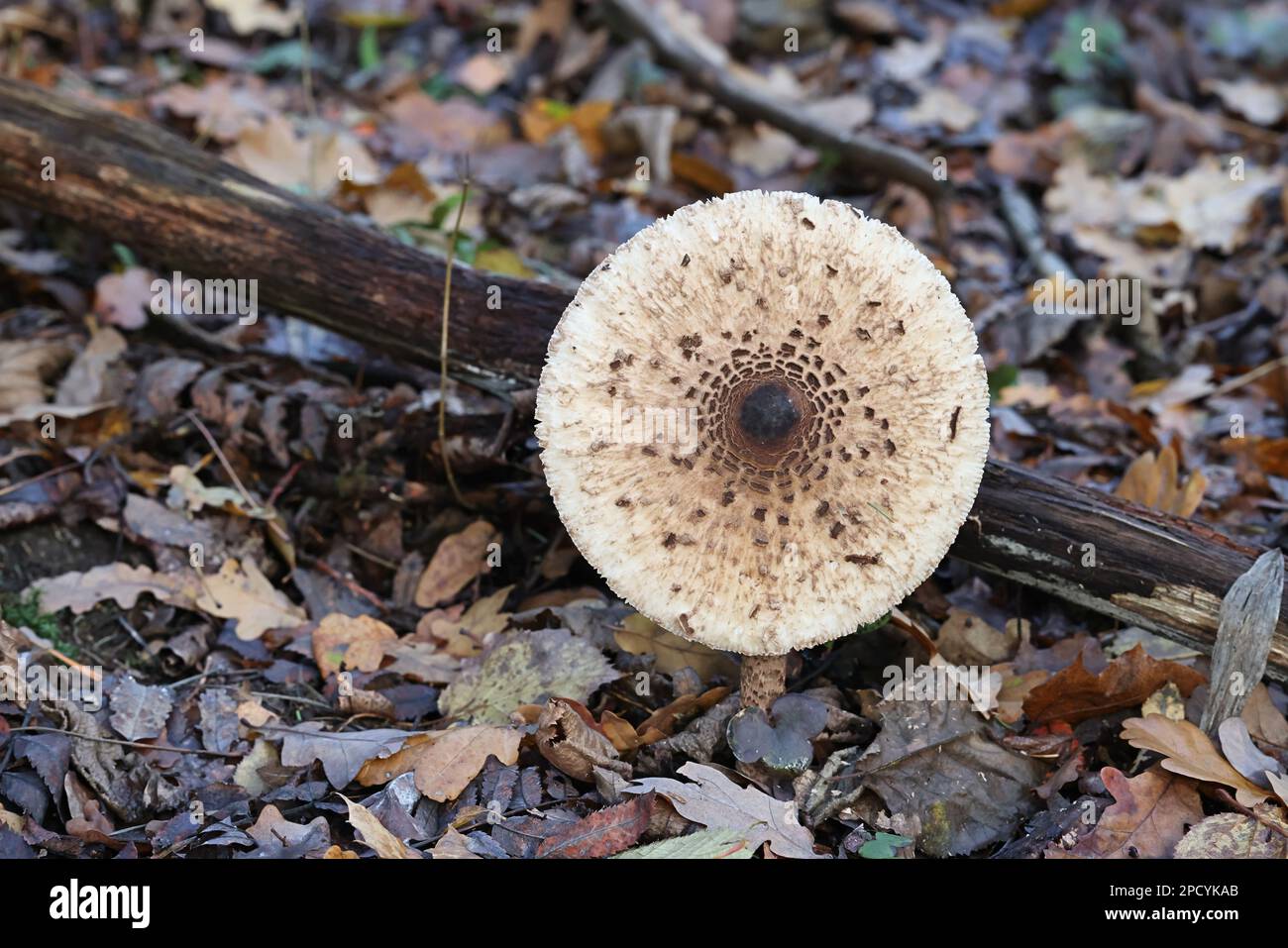 Macrolepiota procera, commonly known as the parasol mushroom, wild fungus from Finland Stock Photo