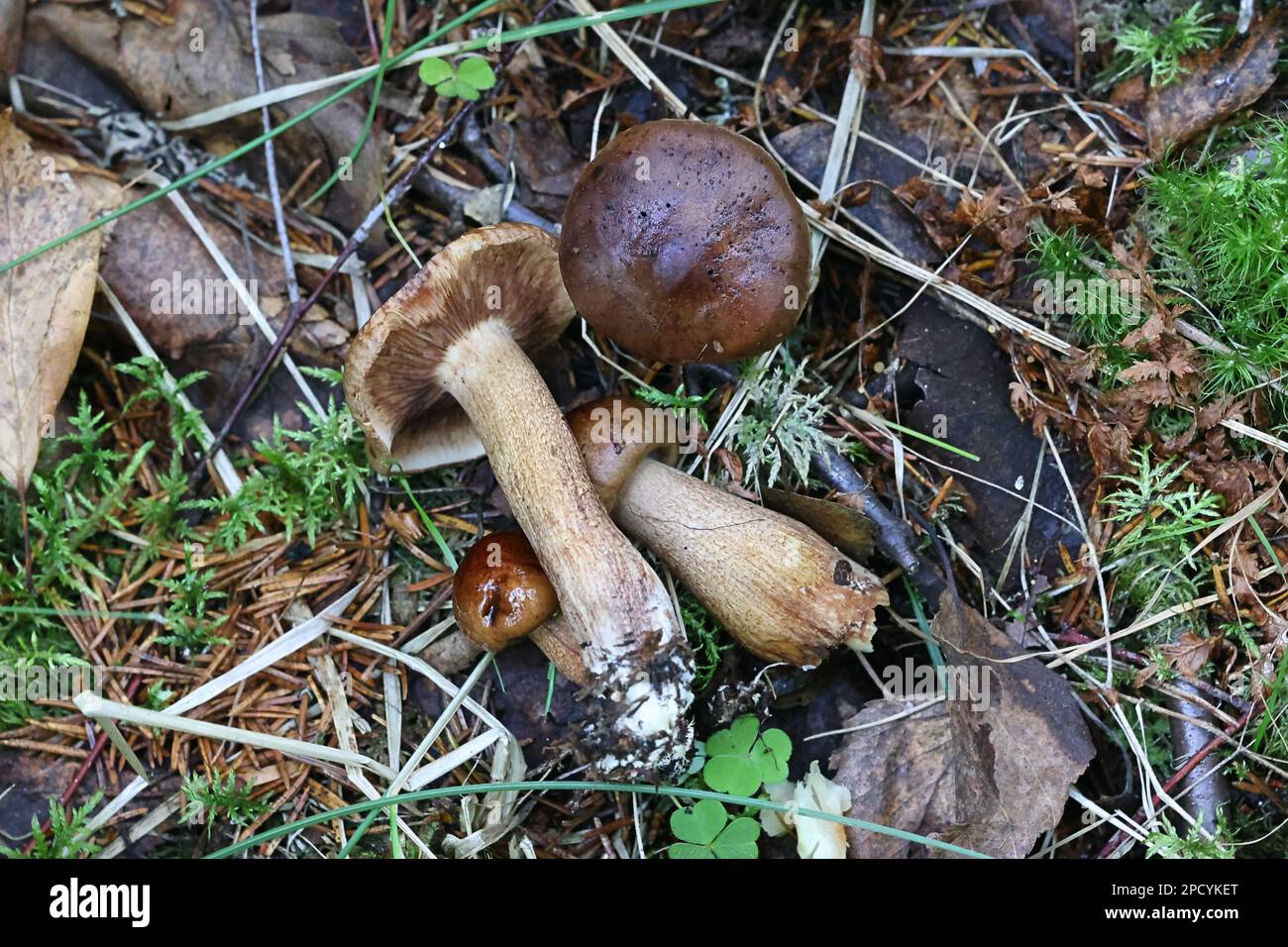 Tricholoma fucatum, a knight mushroom from Finland, no common English name Stock Photo
