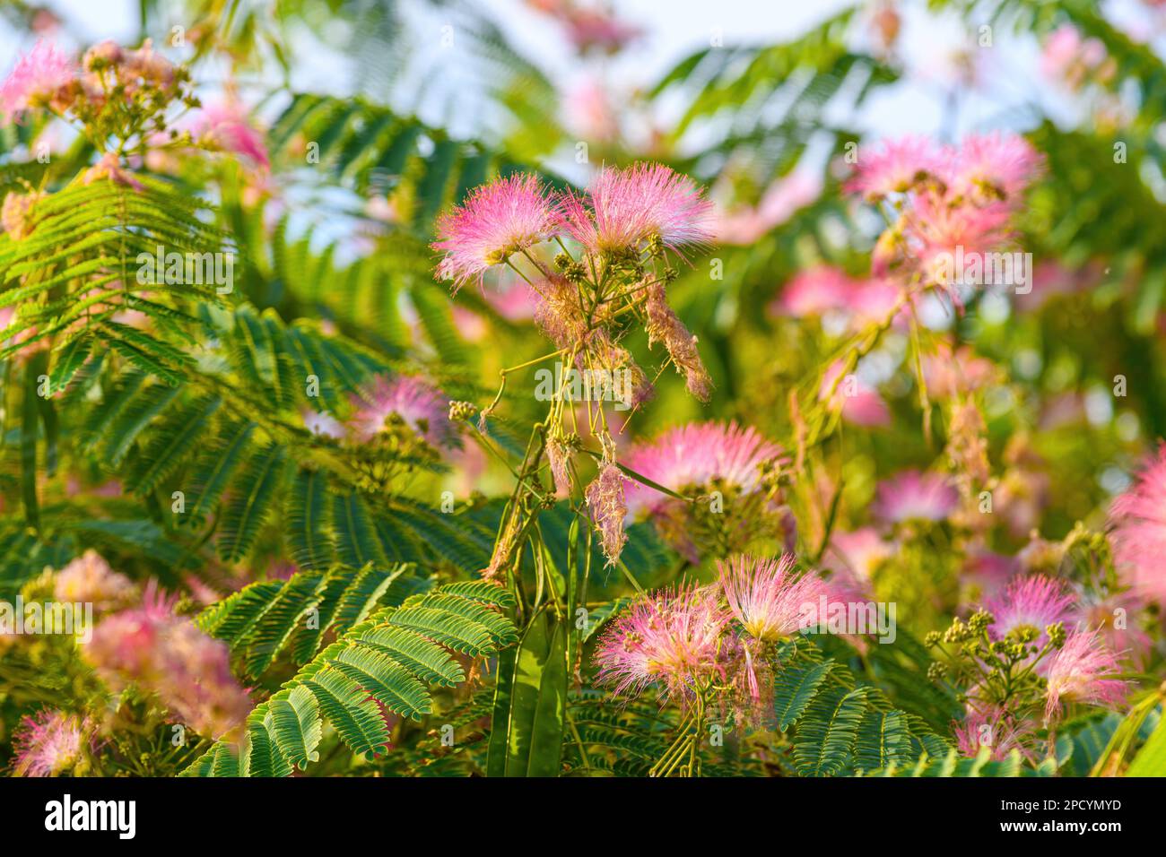 Mimosa or Persian silk tree (Albizia julibrissin) in bloom with beautiful pink flowers, selective focus Stock Photo
