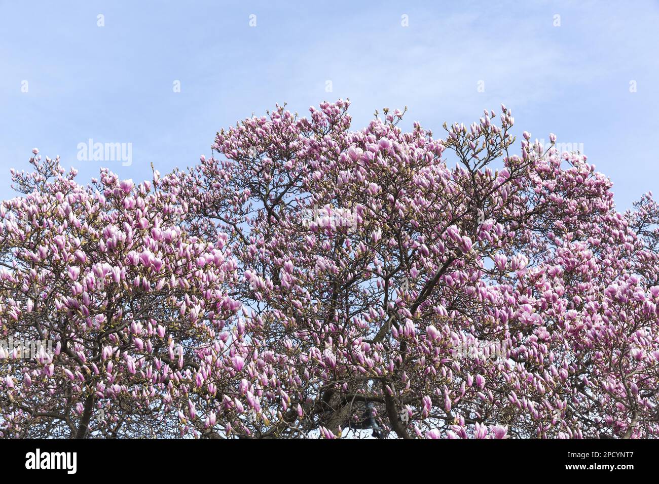Magnolia tree in the early spring Stock Photo - Alamy