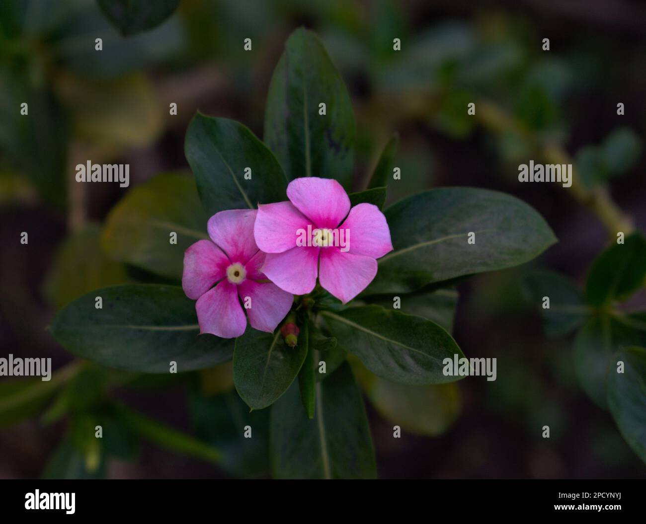 Rosy Periwinkle Flowers Photography Image Stock Photo Alamy