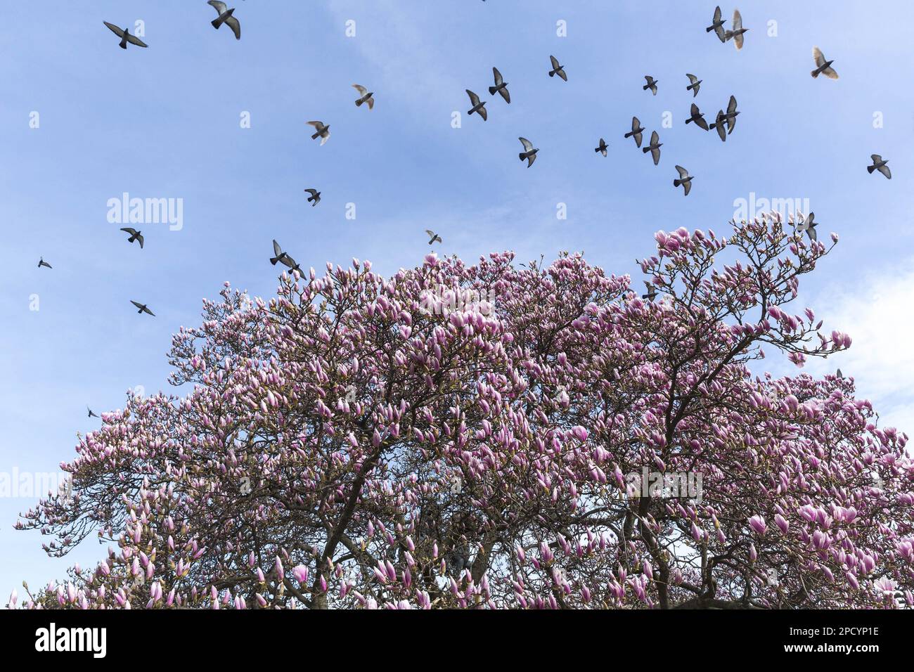Magnolia tree in the early spring Stock Photo - Alamy