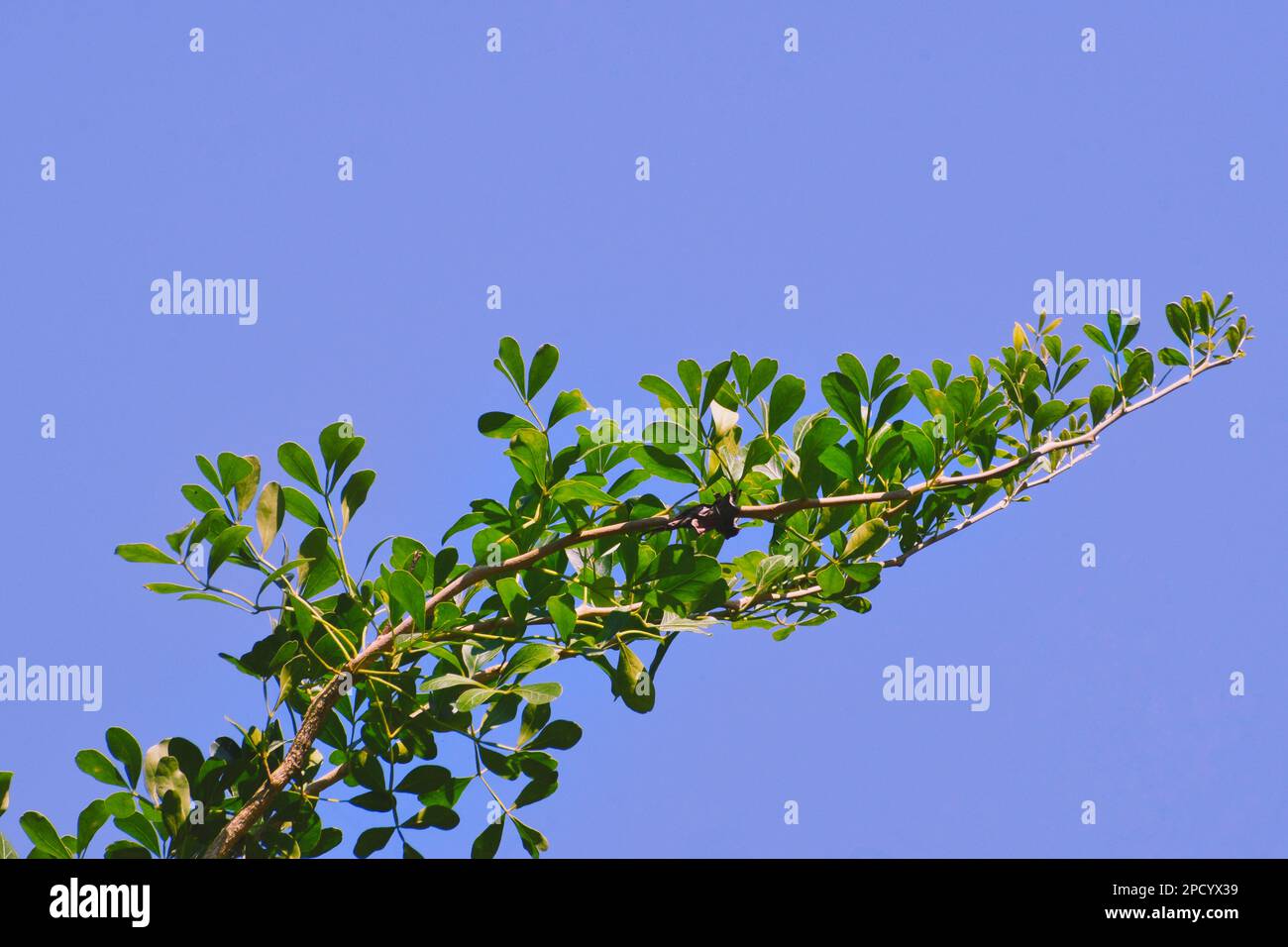 Elephant wood apple branch full of beautiful green leaves trying to reach the blue sky. Stock Photo