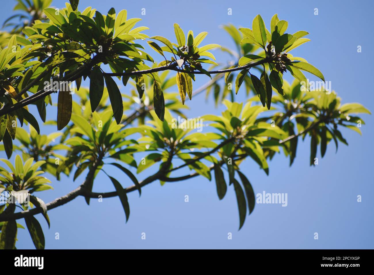 Sapodilla tree branch full of leaves under the blue sky. Stock Photo