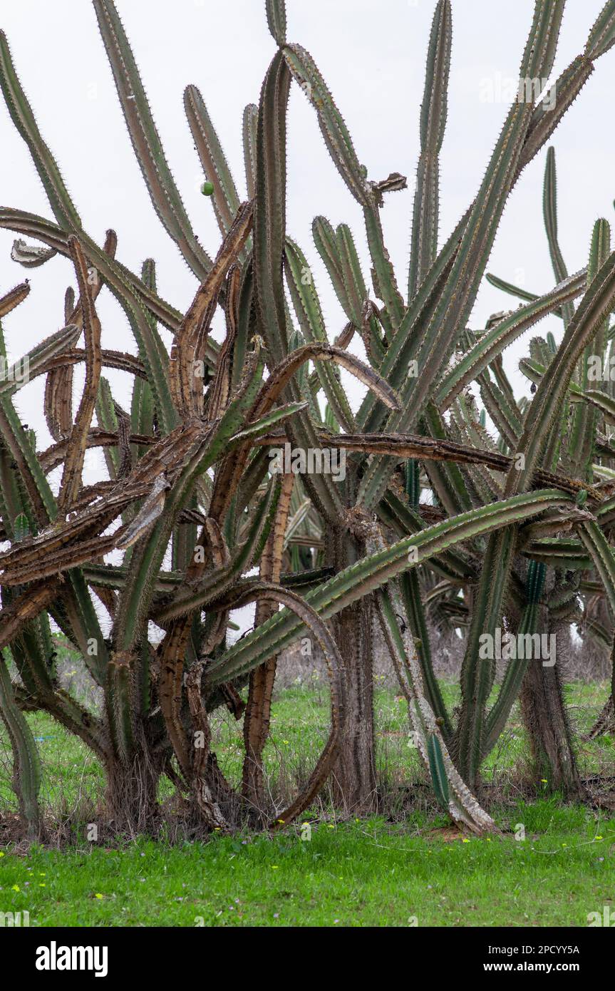 Cacti hedge used to prevent hikers from entering agricultural orchards photographed in the Eshkol National Park (Habasor National Park), Negev, Israel Stock Photo