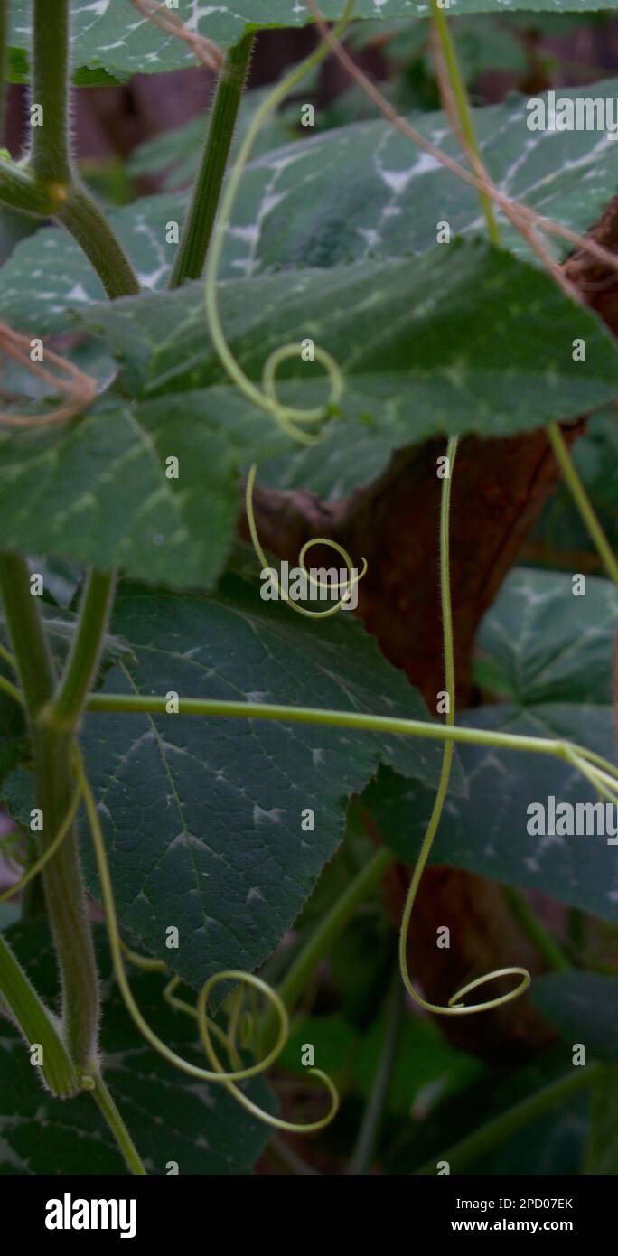 Amazing  Pumpkin Tendrils Art Photography Stock Photo