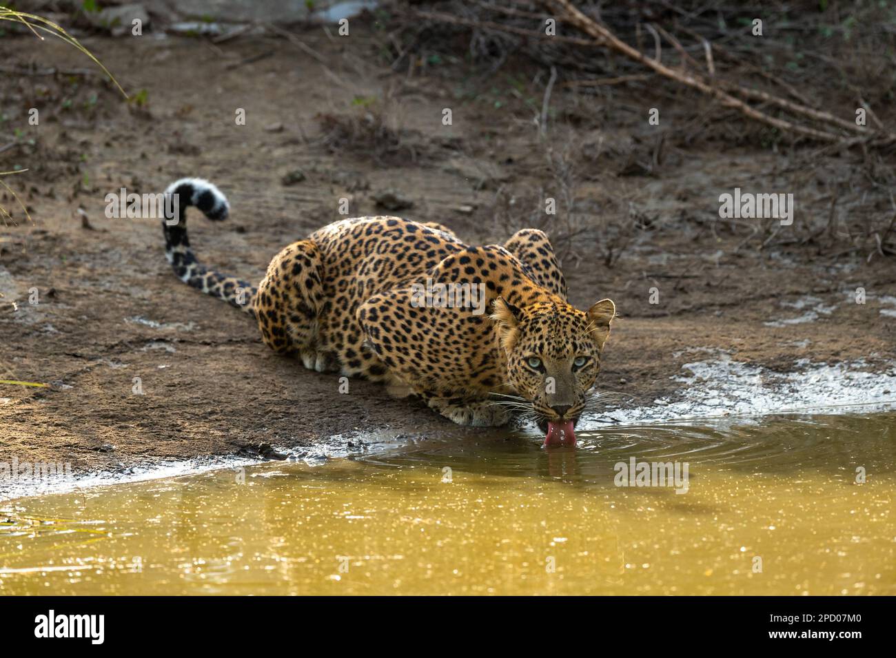 Indian wild female leopard or panther or panthera pardus fusca
