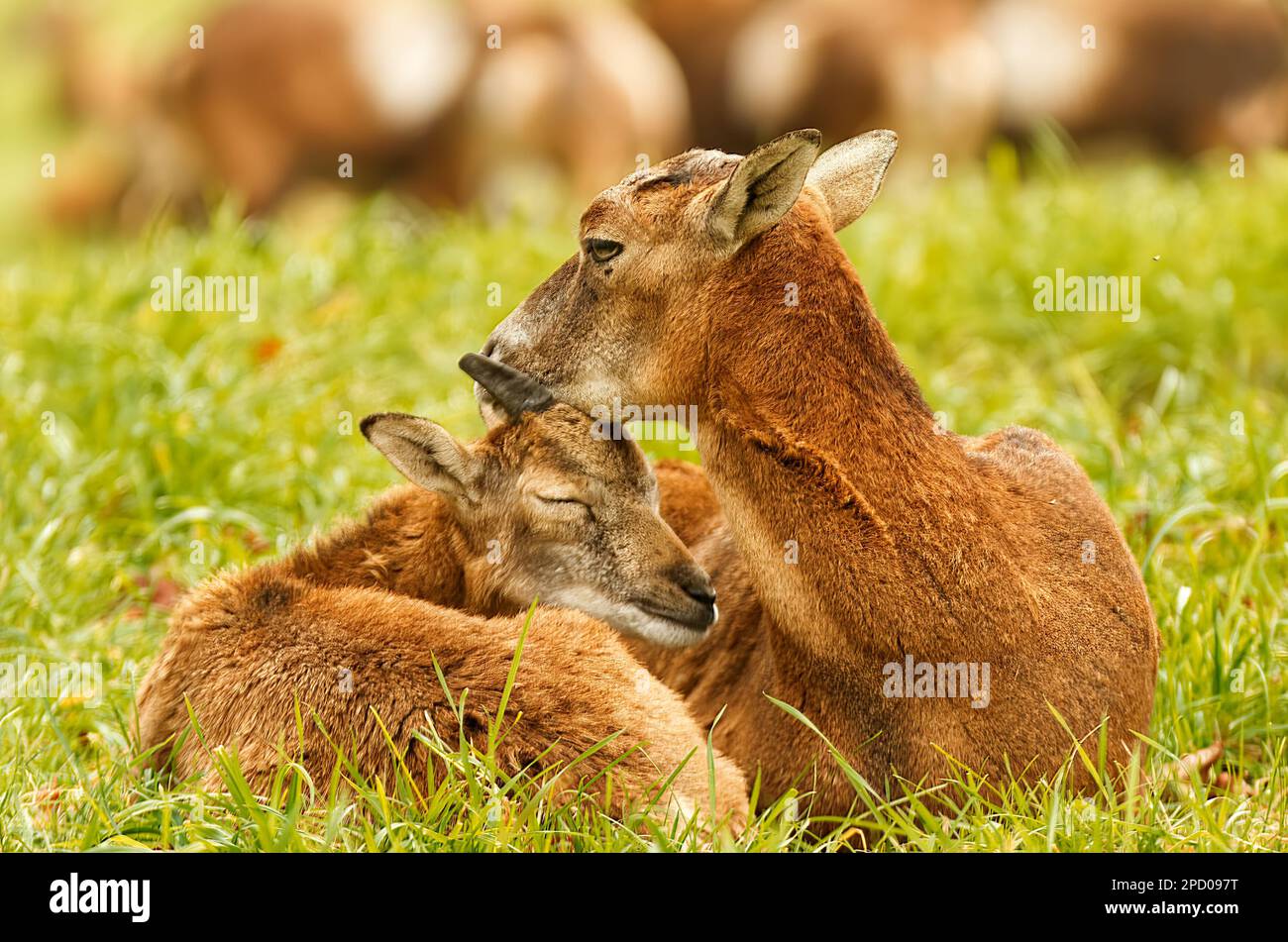 A female European mouflon lying in the grass in a meadow and cuddling her cub. Closeup, no people, no AI. Stock Photo