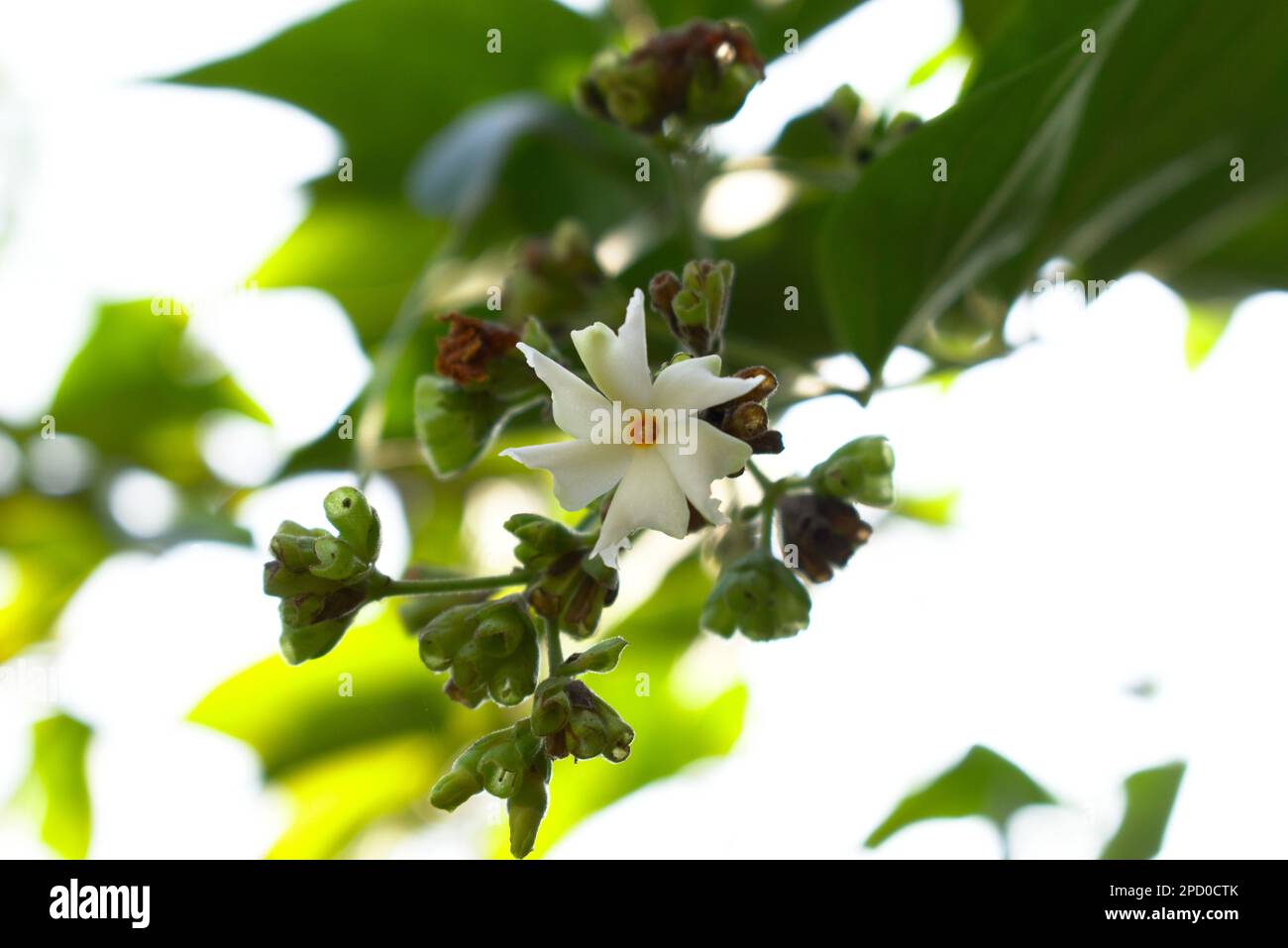 Amazing white Flower Sheuli photography Art with copy space background Stock Photo