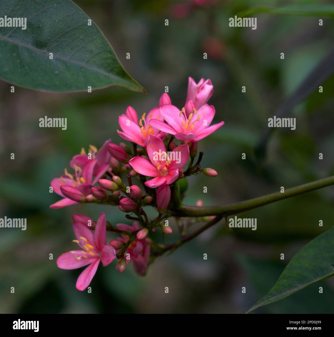 Amazing trend colours hi-res stock photography and images - Alamy