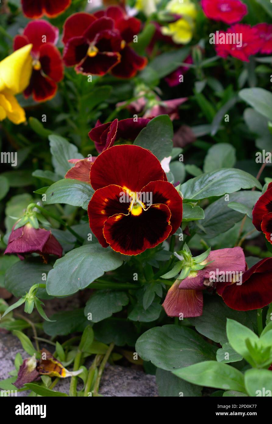 Garden Pansy Heartsease a type of large flowered hybrid plant cultivated as a garden Flower Stock Photo