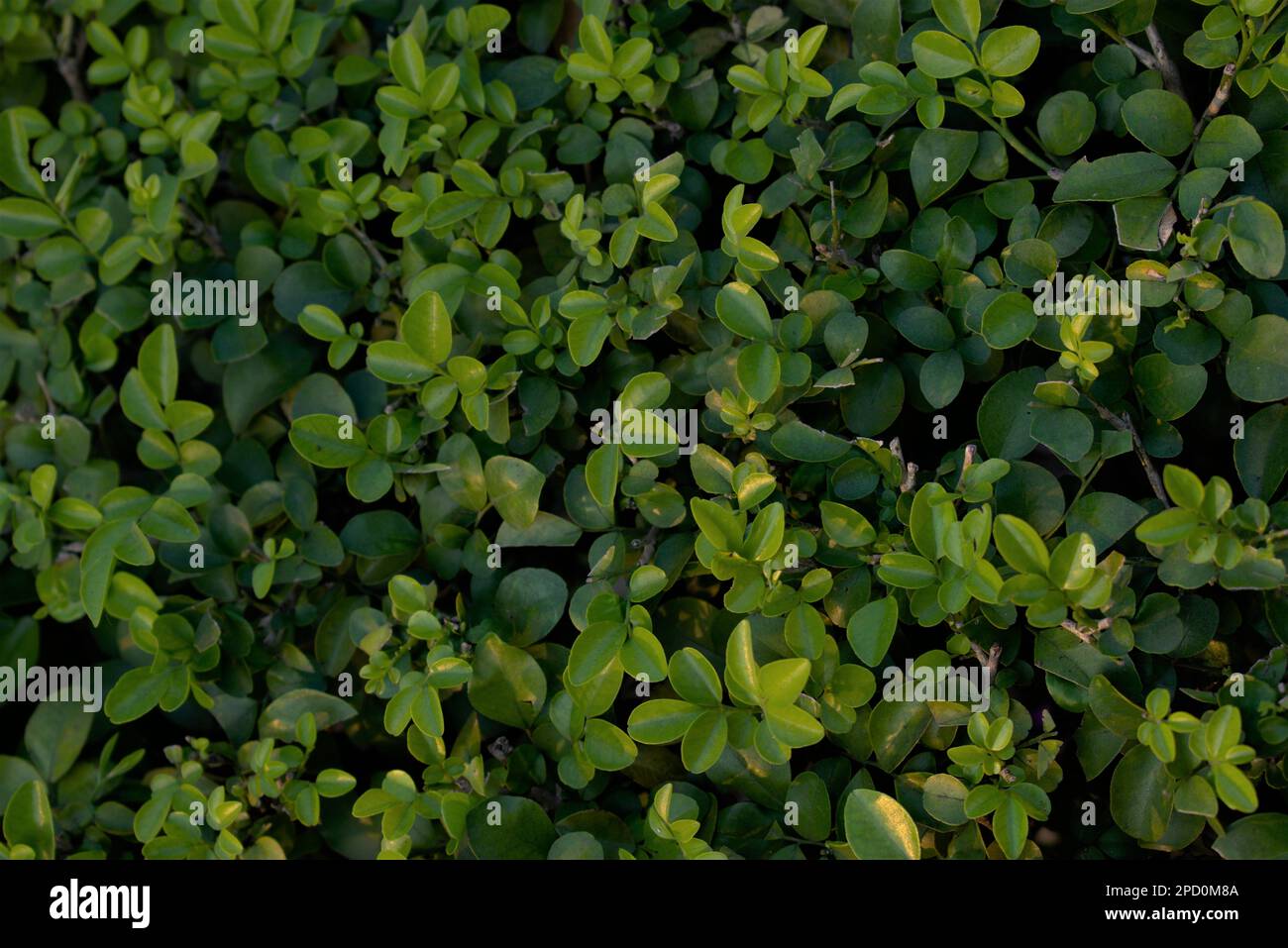 Kamini was traditionally used hi-res stock photography and images - Alamy
