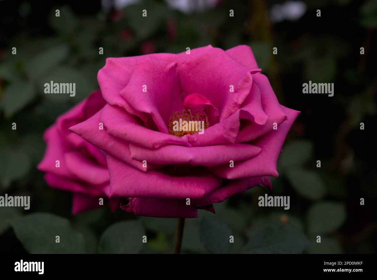 Violet rose hi-res stock photography and images - Alamy