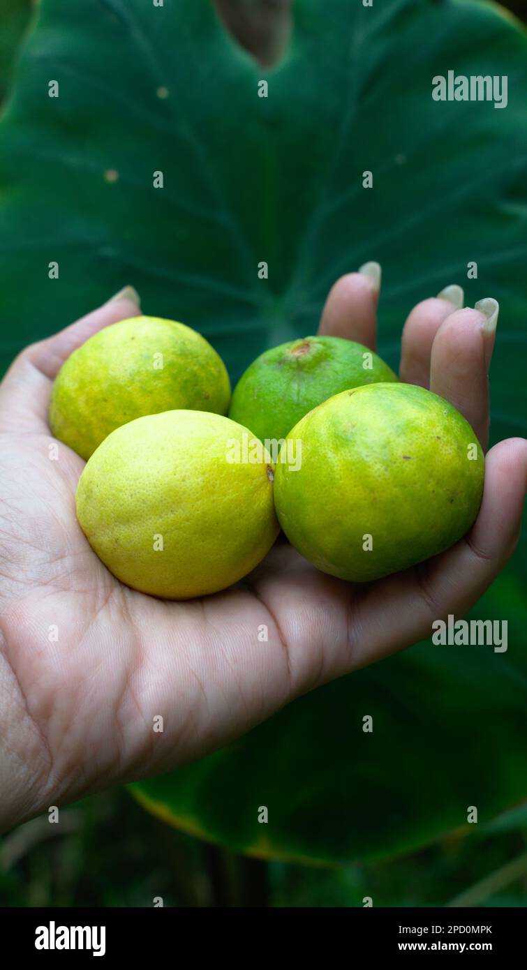 Lemon Citrus limon yellow green fruit sour taste ingredient in drinks and foods Stock Photo