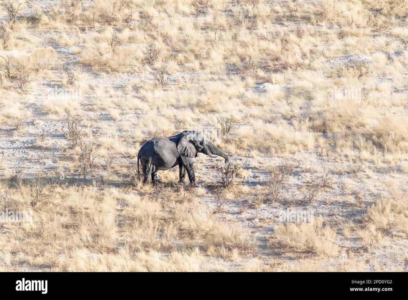 Elephant bull (Loxodonta africana) from above, drone view, aerial image. Wild animal eating on a tree. Okavango Delta, Botswana, Africa Stock Photo