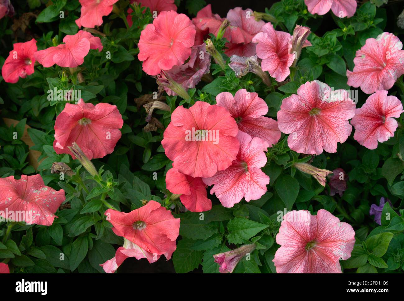 Pink Petunia Flowers Background Photography Stock Photo - Alamy