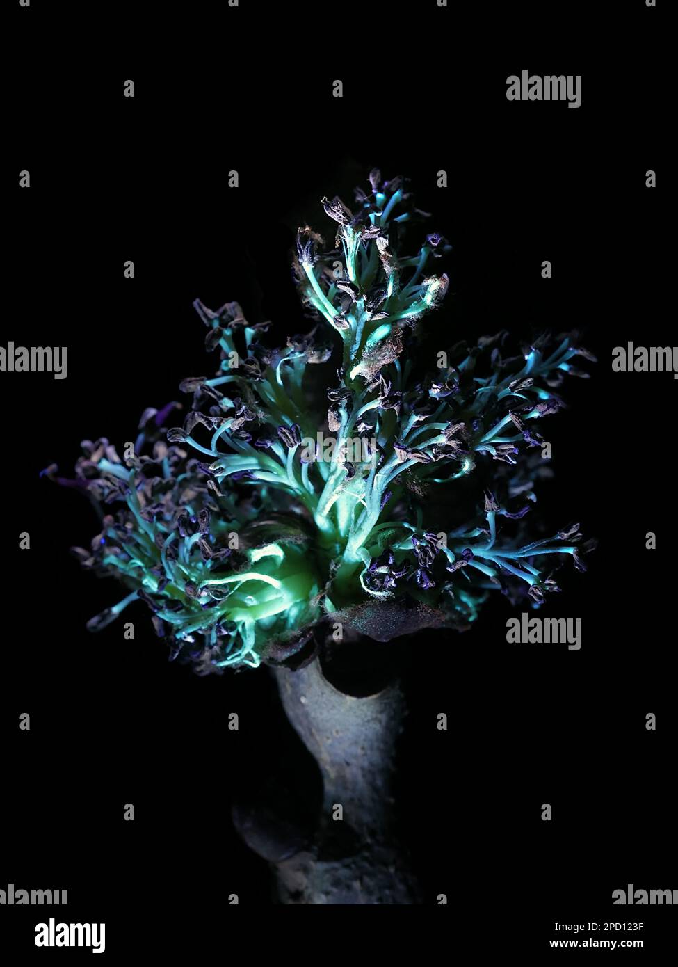 Fluorescence of flowers of common ash, Fraxinus excelsior, photographed in ultraviolet light (365 nm) Stock Photo