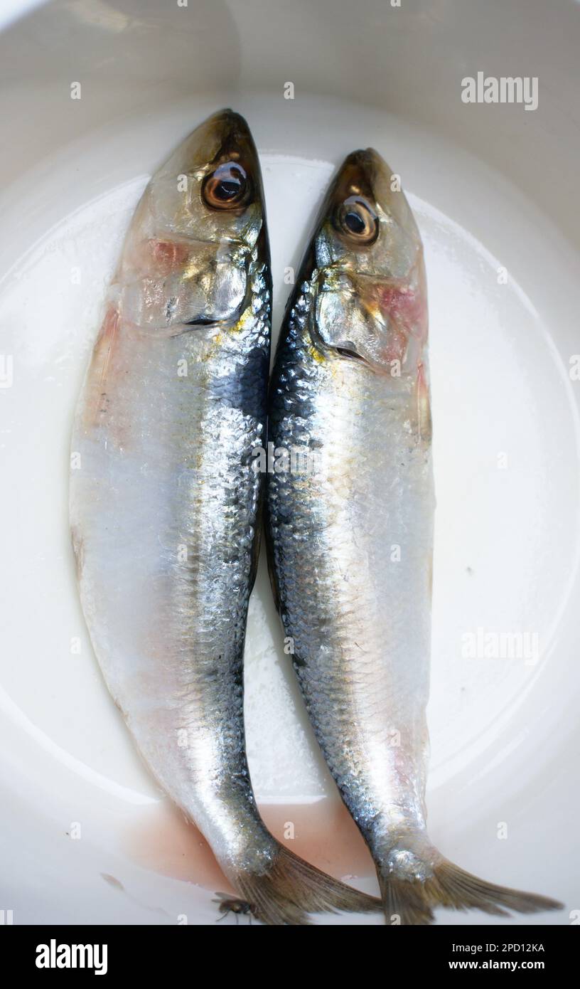 The Indian Fresh Oil Sardine Fishes photography Stock Photo Alamy