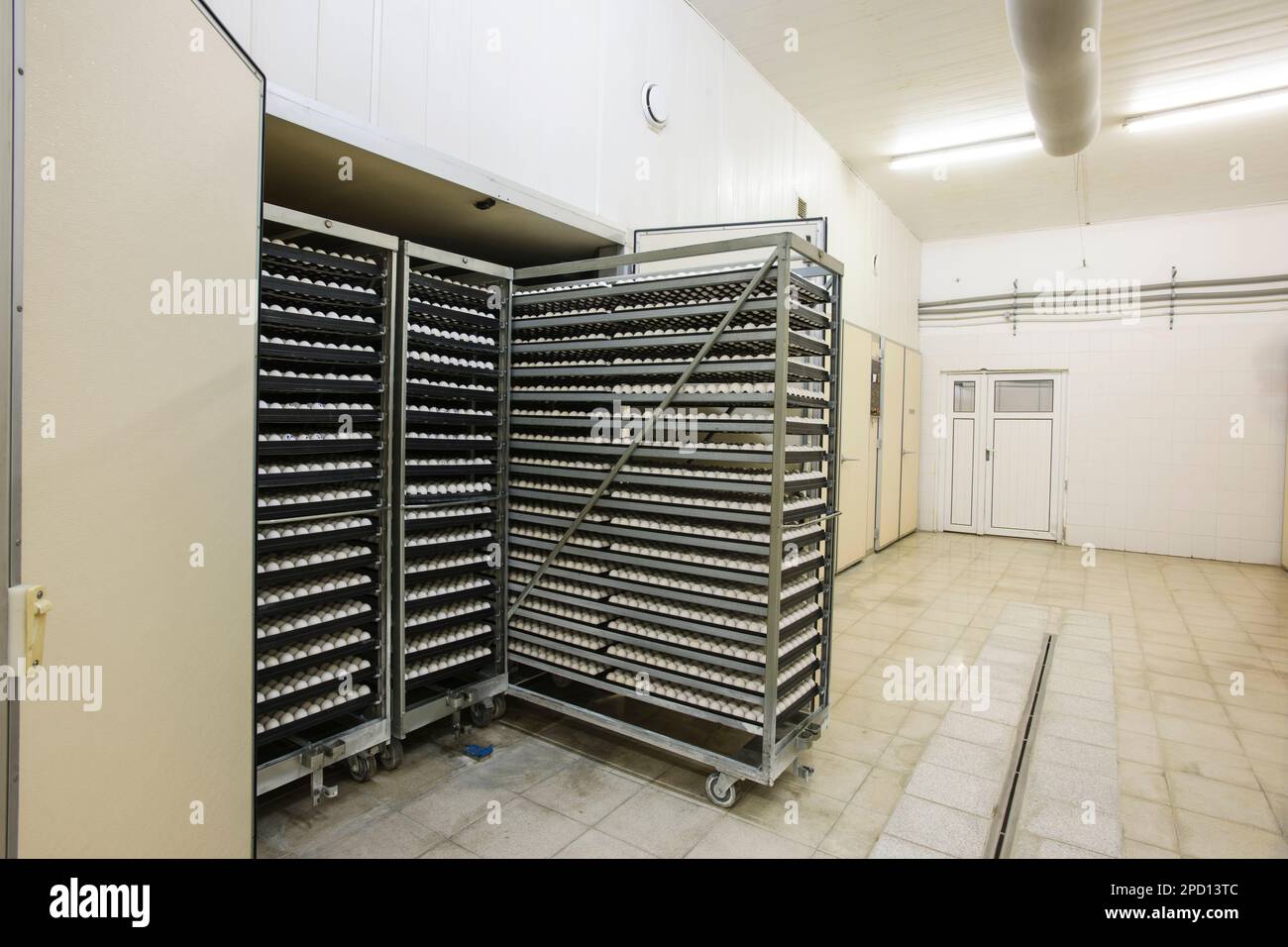 Chicken Eggs in Incubator Stock Photo