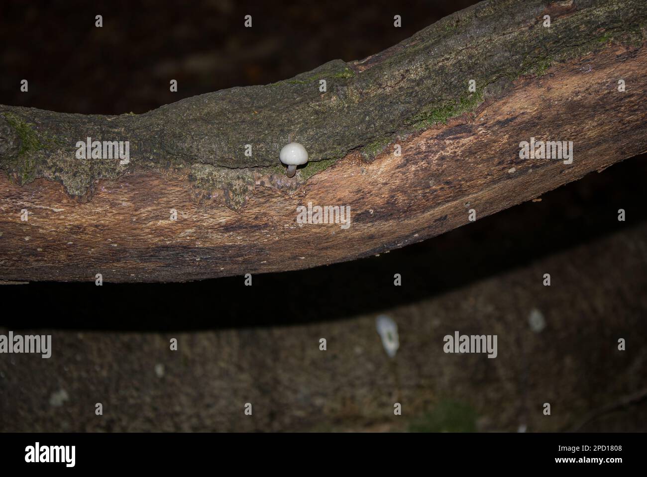 Small white mushroom growing on dead tree branch Stock Photo Alamy