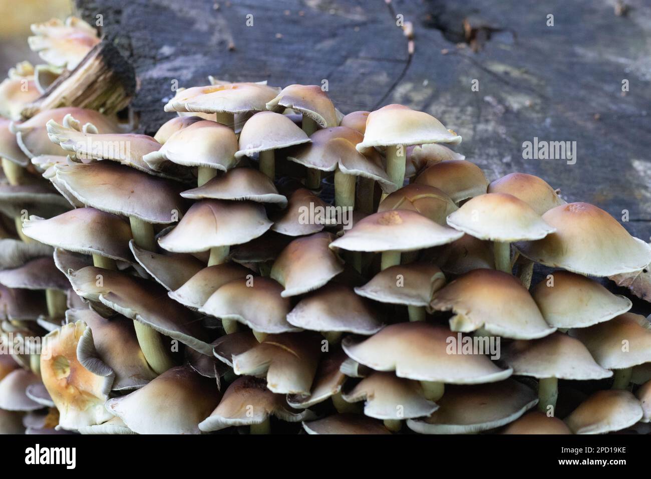 Mushrooms growing on a tree stump Stock Photo - Alamy