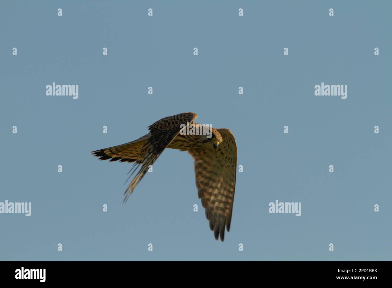 The common kestrel (Falco tinnunculus) is a bird of prey species ...