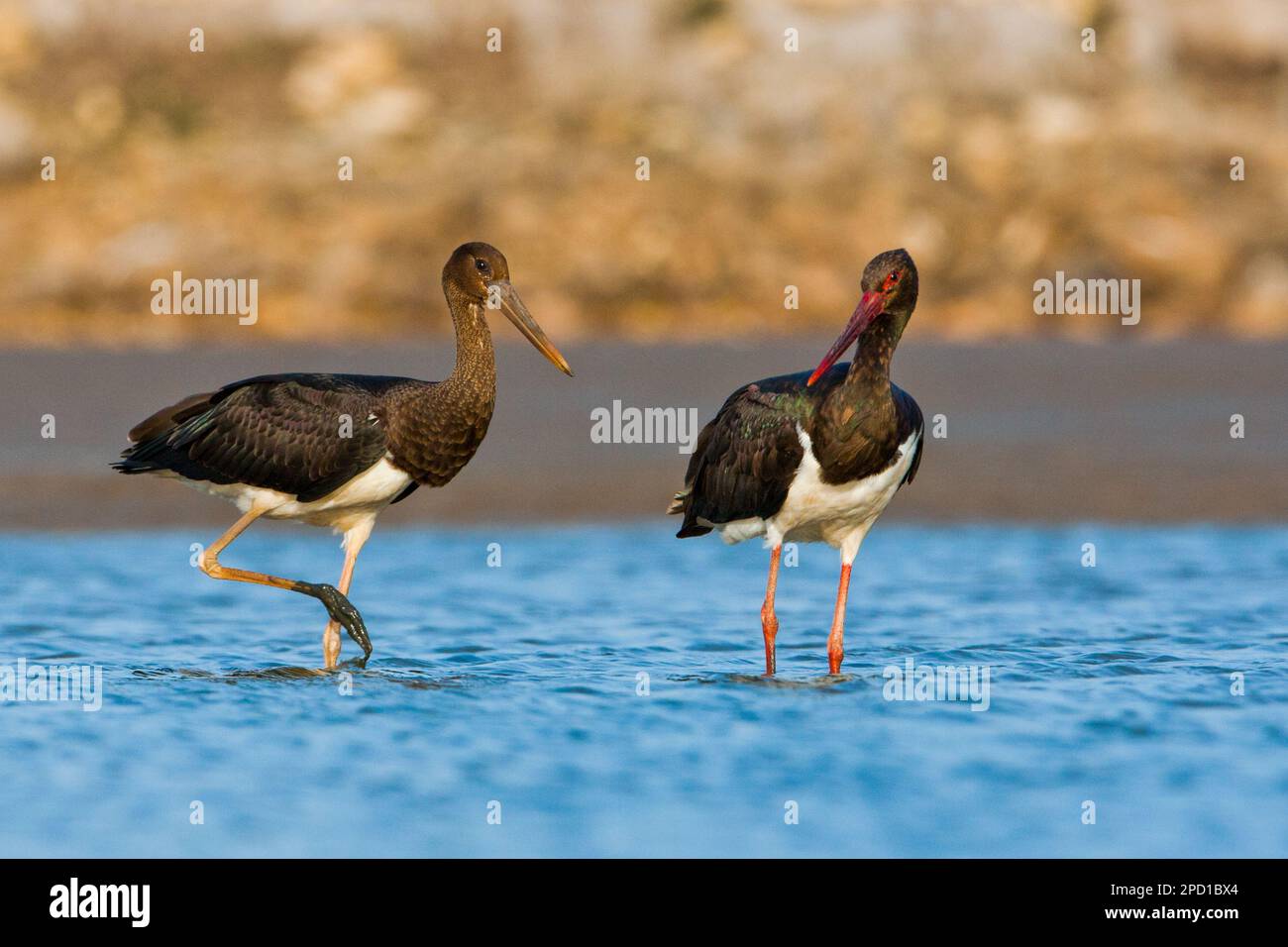 black stork (Ciconia nigra) foraging for food in shallow water Photographed in Israel This wader inhabits wetland areas, feeding on fish, small animal Stock Photo
