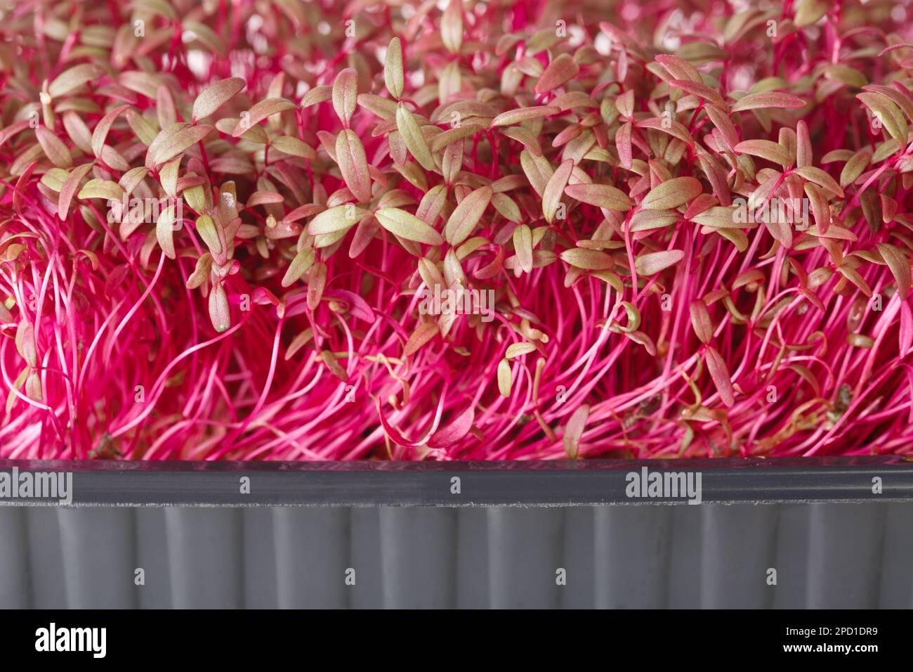 Organic Red Amaranth microgreens super food macro. Horizontal Stock