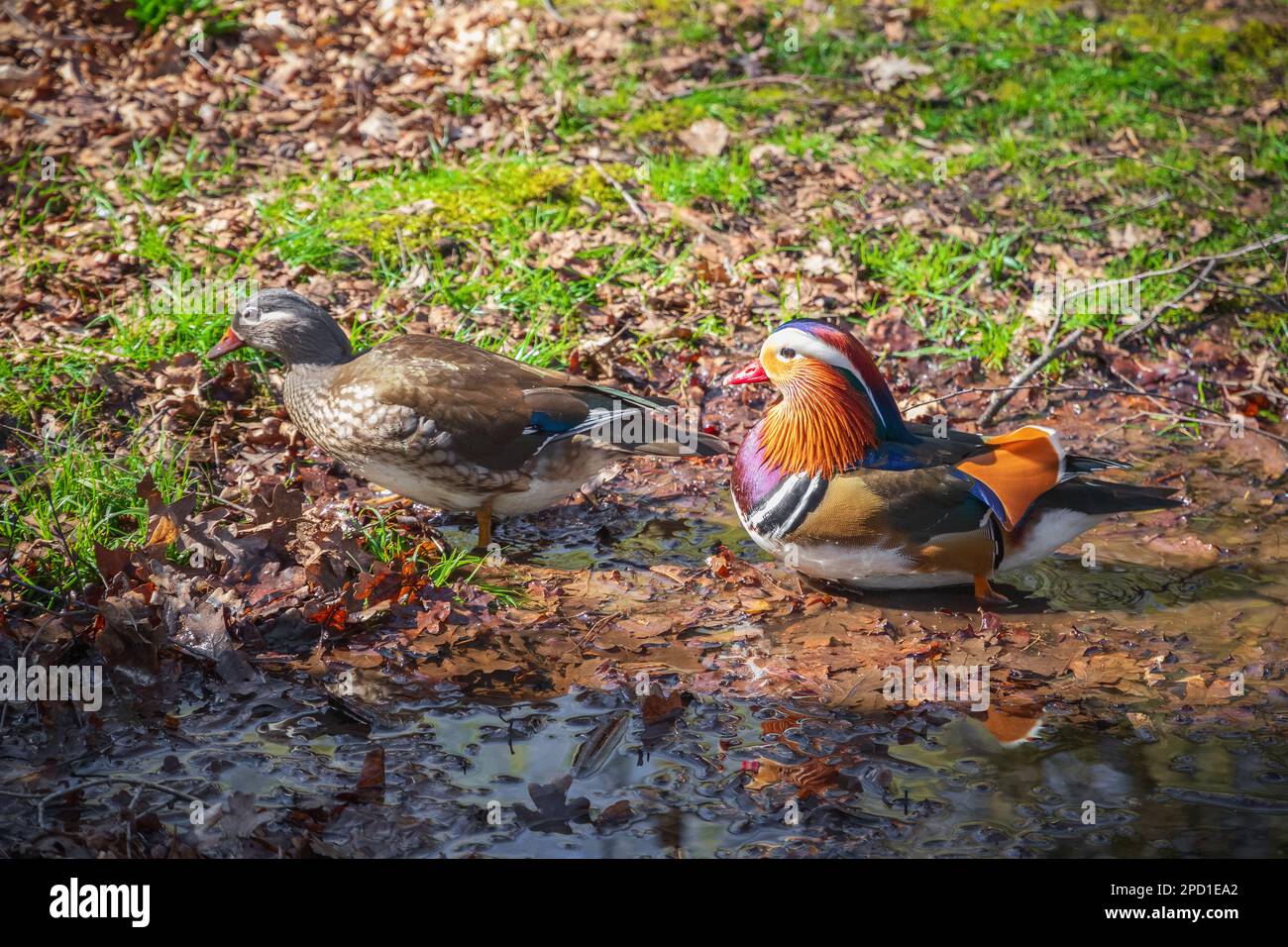 Mandarin ducks on a puddle in Isabella Plantation, a woodland garden in Richmond Park in London Stock Photo