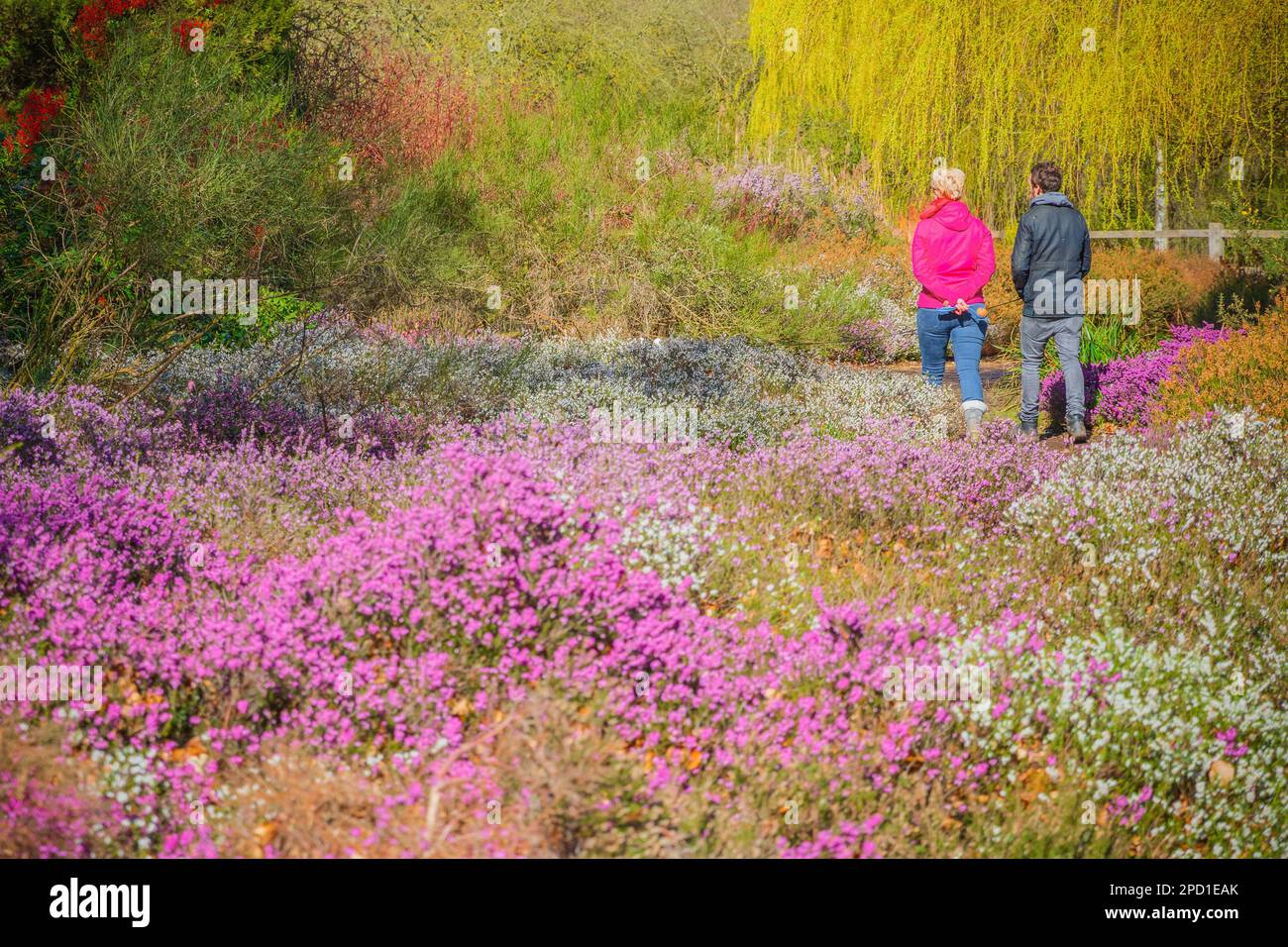 London, UK - April 5, 2018 - Tourists walking through blooming heather flowers in Isabella Plantation, a woodland garden in Richmond Park Stock Photo