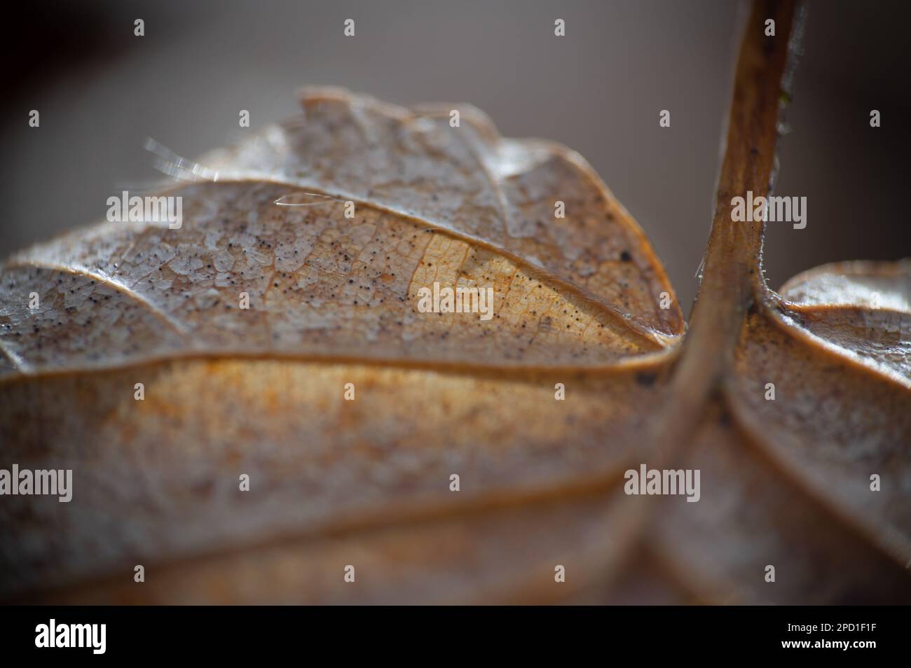 Extreme close-up photo of a brown leaf. Shallow depth of field. Stock Photo