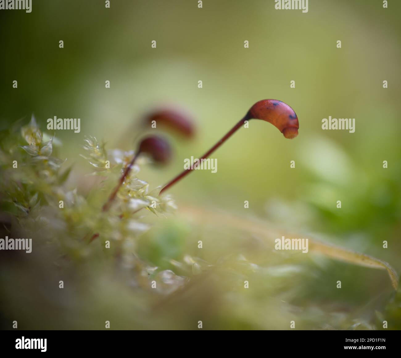 Extreme close-up photo of a moss. Shallow depth of field. Stock Photo