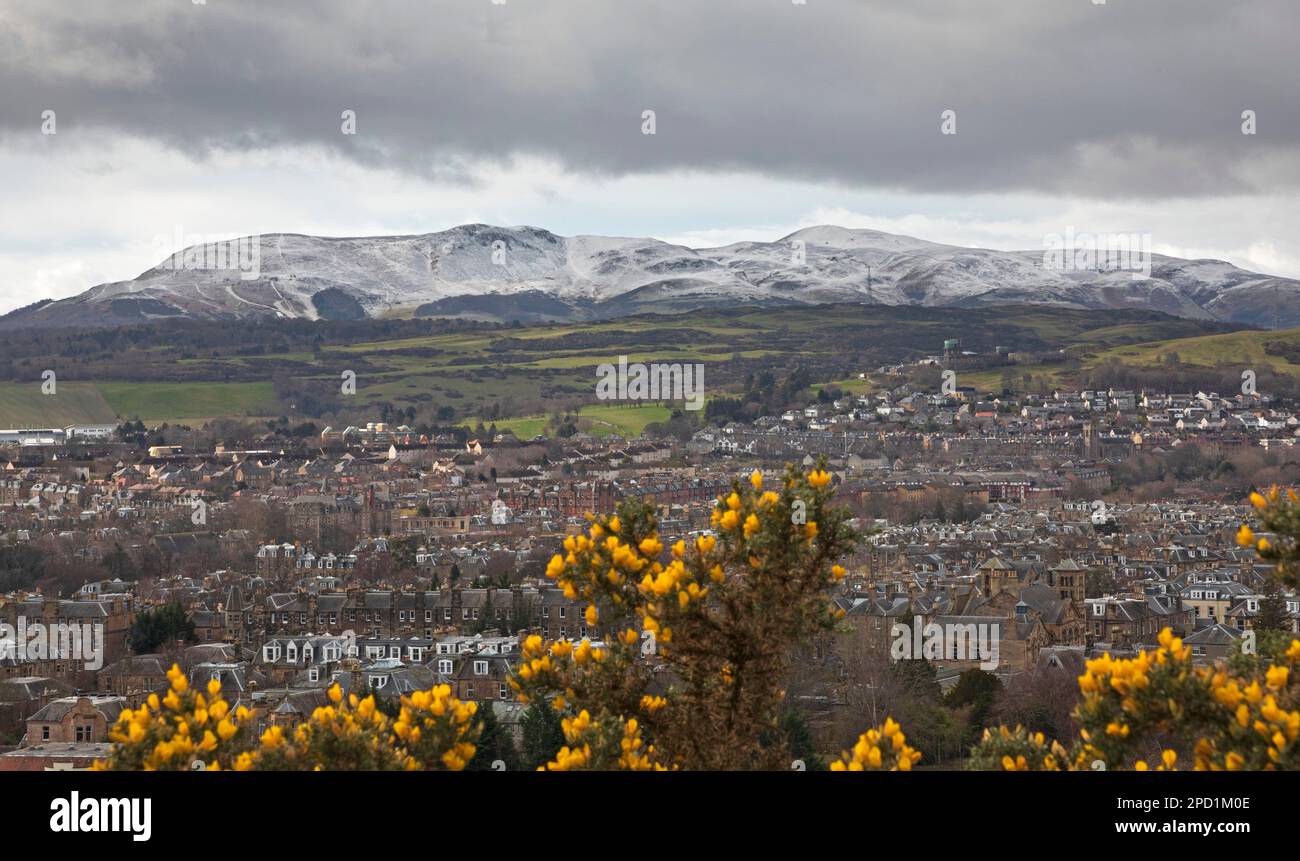Cold and cloudy in Holyrood Park, Edinburgh, Scotland, UK. 14th March 2023. Temperature of 5 degrees centigrade with wind chill making the real feel of 0 degrees. Pictured: Gorse bushes in the foreground with Pentlands Hills in the background with a covering of snow.  Credit: Archwhite/alamy live news. Stock Photo