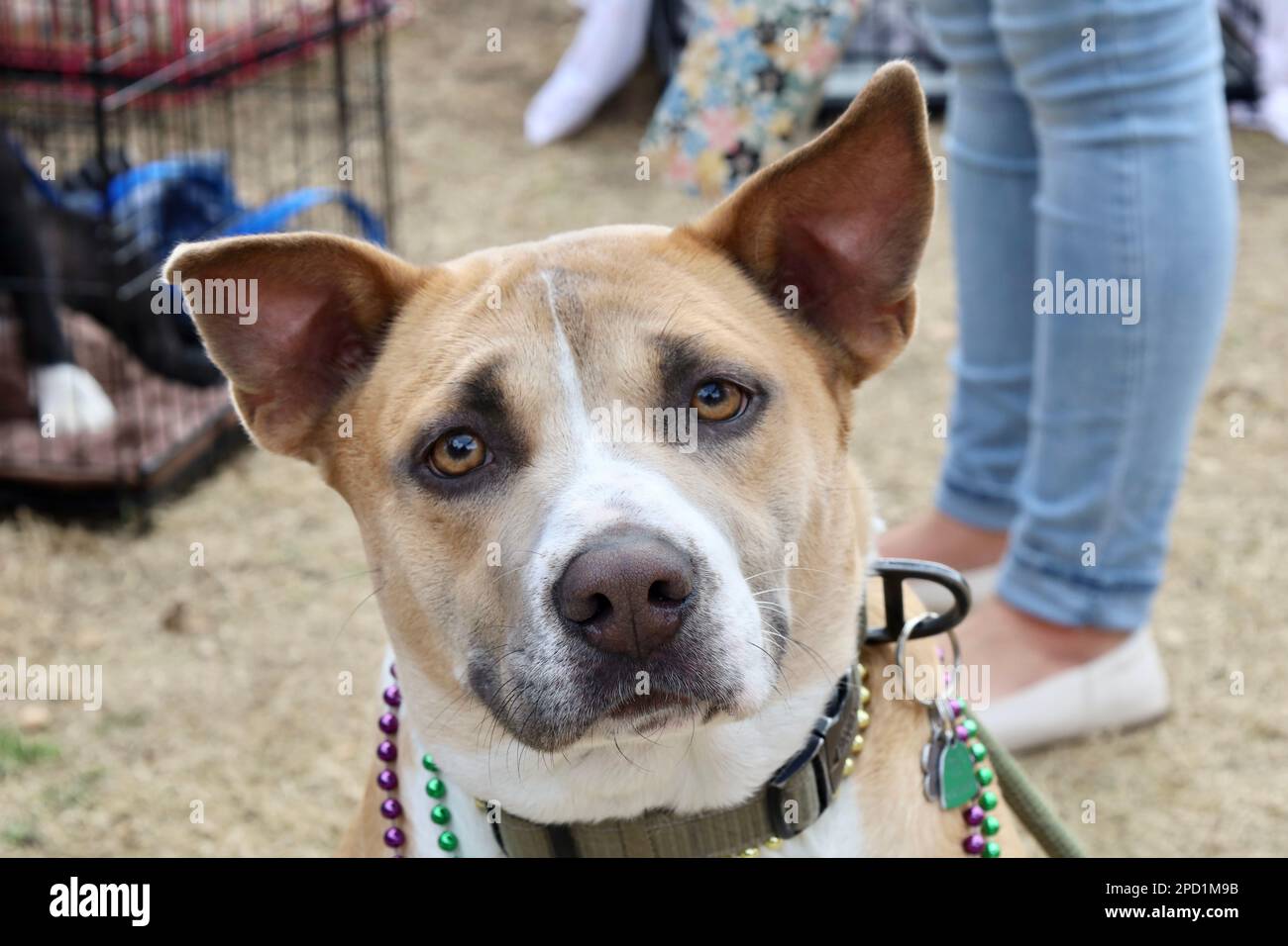 a closeup of an adorable brown and white dog wearing a colorful beaded necklace and stylish collar 2PD1M9B