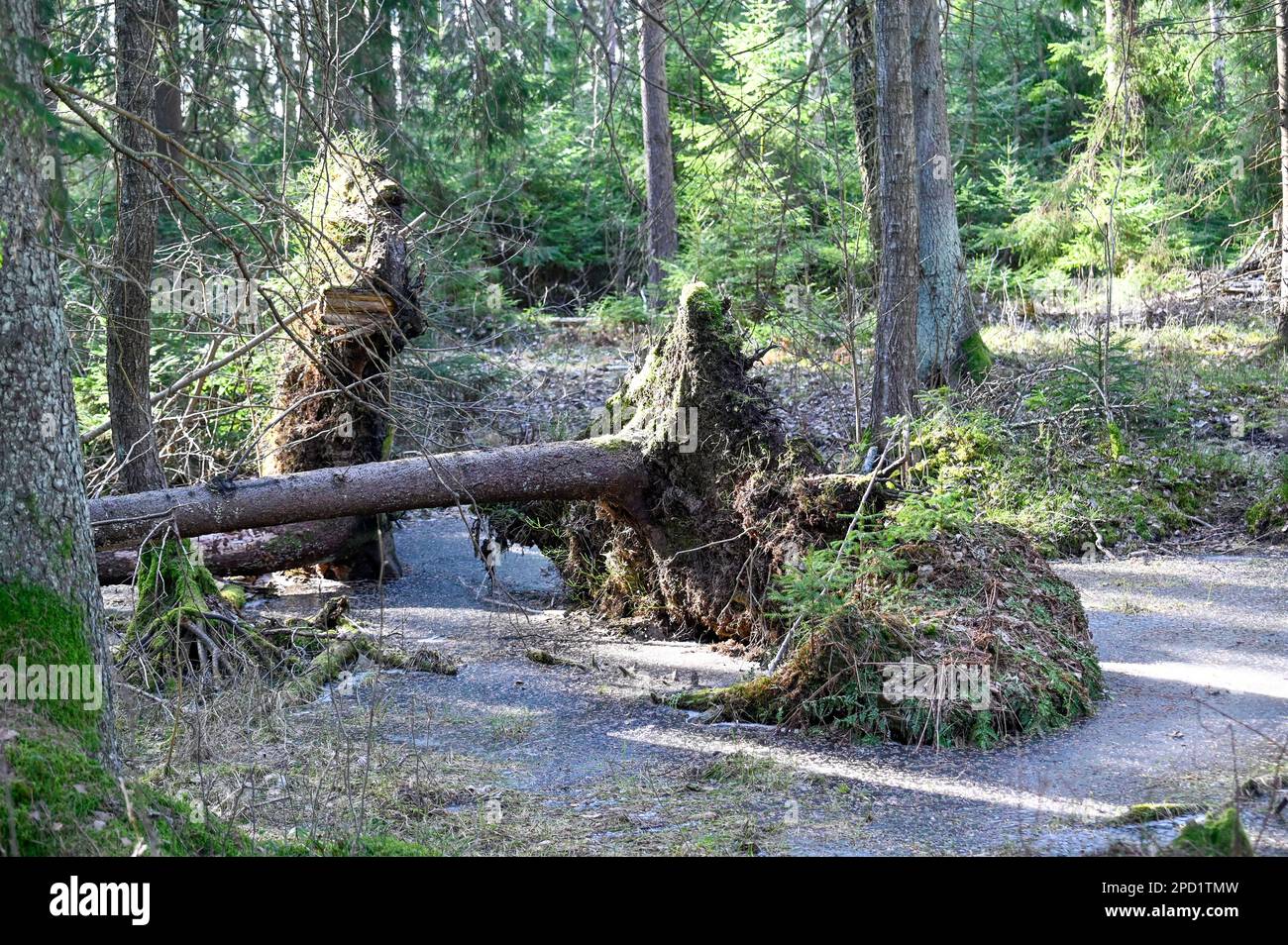 Fallen tree after hard wind in forest Stock Photo - Alamy